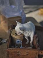eenzaam chihuahua honden in hout doos . foto