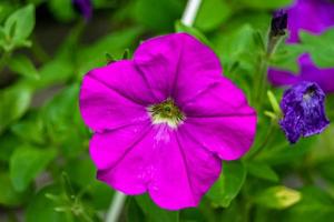 fotografie Aan thema mooi wild groeit bloem petunia Aan achtergrond weide, foto