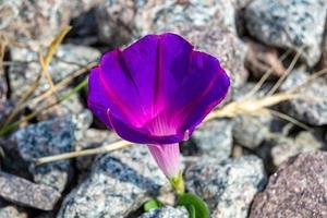 fotografie Aan thema mooi wild groeit bloem petunia Aan achtergrond weide, foto