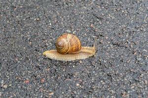 grote tuinslak in schelp kruipend op natte weg, haast je naar huis foto