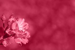 een tuin klein roze struik roos afgezwakt in viva magenta modieus kleur. geïnspireerd door pantone nieuw kleur van de jaar 2023. abstract wazig onscherp achtergrond met plaats voor tekst.