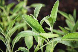 tuin salie in lente, salvia officinalis planten toenemen in kruid tuin foto