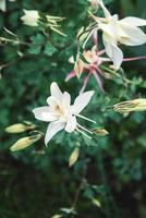 Europese akelei, aquilegia vulgaris, wit bloemen in voorjaar tuin foto