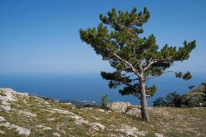 mooi landschap van hoog groen boom Aan en blauw lucht Aan horizon foto