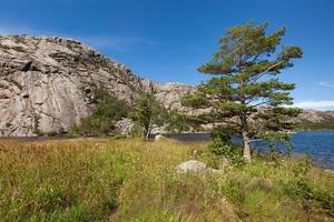 Noorwegen, Scandinavië. mooi landschap boom Aan de meer kust midden- van de steen bergen foto