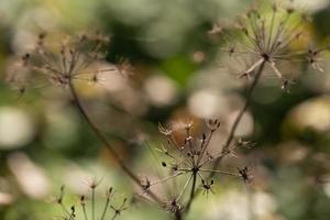 mooi droog stengels van planten met bloemen zijn gebruikt voor decoratie. foto