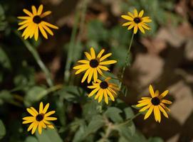 mooi geel Rudbeckia bloemen toenemen in de tuin. foto