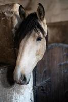 een mooi paard in de stal foto