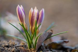 mooi bloemen toenemen in voorjaar foto