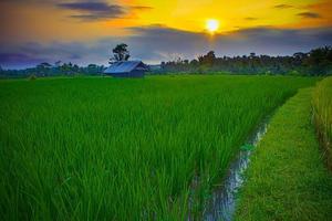 een schoonheid zonsondergang Aan rijst- veld- foto