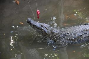 krokodil aan het eten detailopname foto