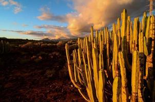 woestijn visie met cactus foto