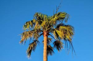 visie met palm boom foto