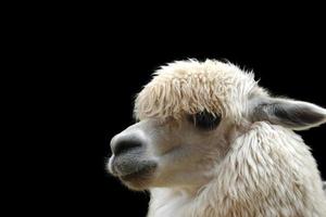 alpaca dichtbij omhoog gezicht, geïsoleerd zwart achtergrond foto