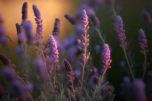 bloeiend flagrant lavendel bloemen Aan een veld, detailopname paars achtergrond foto