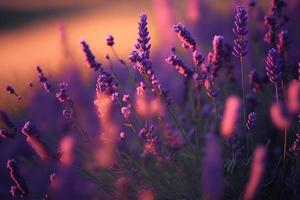 bloeiend flagrant lavendel bloemen Aan een veld, detailopname paars achtergrond foto