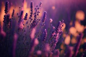 bloeiend flagrant lavendel bloemen Aan een veld, detailopname paars achtergrond foto