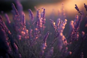 bloeiend flagrant lavendel bloemen Aan een veld, detailopname paars achtergrond foto