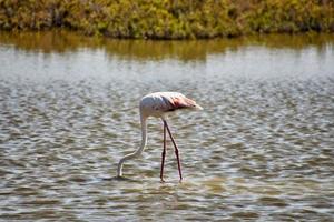flamingo door de water foto