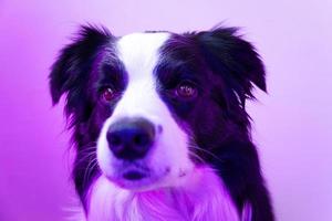 puppy hond grens collie Aan veelkleurig studio achtergrond in neon helling roze Purper blauw licht. schattig huisdier hond. dier leven huisdieren liefde concept. foto