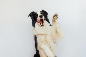 grappig emotioneel hond. schattig puppy hond grens collie met grappig gezicht golvend poot geïsoleerd Aan wit achtergrond. schattig huisdier hond, schattig houding. hond verhogen poot omhoog. huisdier dier leven concept. foto