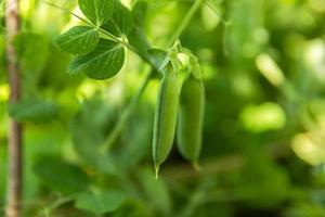 tuinieren en landbouw concept. perfecte groene verse rijpe biologische erwten klaar om te oogsten op tak in de tuin. veganistische vegetarische zelfgekweekte voedselproductie. lokale tuin produceert schone peulen. foto