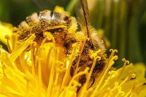 honing bij gedekt met geel stuifmeel drinken nectar, bestuiven geel paardebloem bloem. inspirerend natuurlijk bloemen voorjaar of zomer bloeiend tuin achtergrond. leven van insecten. macro, dichtbij omhoog foto