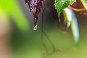 wijnbouw wijnindustrie. druppels regenwater op groene druivenbladeren in wijngaard foto