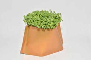 groenten microgreens spruiten, groeit en gezond aan het eten concept. foto