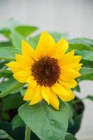 helianthus annuus, kleine zonnebloemen in pot. kleine bloemgrootte foto