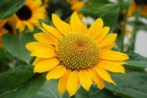 helianthus annuus, kleine zonnebloemen in pot. kleine bloemgrootte foto