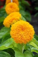 helianthus annuus, kleine zonnebloemen in pot. kleine bloemgrootte foto