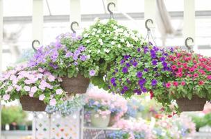 petunia, petunia in de bak, petunia in de pot foto