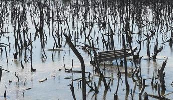 vernietigd mangrove Woud landschap, vernietigd mangrove Woud is een ecosysteem dat heeft geweest ernstig gedegradeerd of geëlimineerd zo naar verstedelijking, en vervuiling. helpen nemen zorg van de mangrove Woud. foto