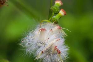 sintrong crasocephalum crepidioides is een type van fabriek behoren naar de asteraceae stam. deze fabriek is algemeen gevonden net zo een onkruid Aan bermen, in tuinen foto