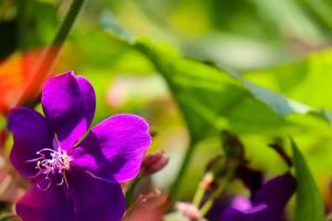 pleroom halfdecandrum is een bloeiend fabriek in de melastomataceae familie, inheems naar zuidoostelijk Brazilië. foto