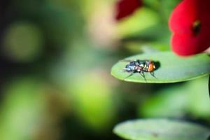 chrysomya megacephala, beter bekend net zo de oosters latrine vlieg of de oosters blauwvliegje, is een lid van de calliphoridae vliegend vlieg familie. foto