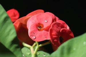 dichtbij omhoog van mooi euphorbia milii, kroon van doornen, gebeld corona de cristo. kroon van doornen bloem. vers en vers roze euphorbia milii bloemen blootgesteld naar dauw in de tuin. foto