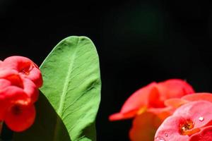 dichtbij omhoog van mooi euphorbia milii, kroon van doornen, gebeld corona de cristo. kroon van doornen bloem. vers en vers roze euphorbia milii bloemen blootgesteld naar dauw in de tuin. foto