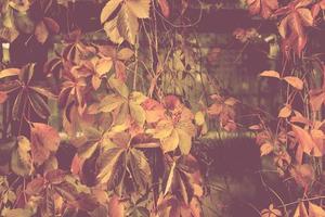 herfst seizoen met esdoorn- bladeren Aan grond en bomen draaien helder kleuren foto