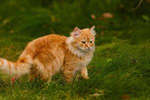 rood kat wandelen Aan de gras jacht- en op zoek omhoog rood kat in de gras in herfst foto