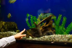 kind s hand- in de buurt de aquarium met tropisch vis foto