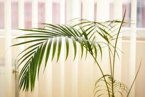 dichtbij omhoog van een groen palm fabriek areca palm Aan een wit achtergrond foto