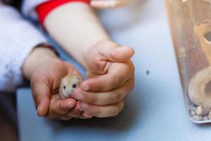 hamster houden handen meisje gehouden houding dat het zullen leveren naar de mensen wie willen naar voeden de hamster foto