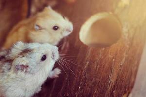 robo dwerg hamster aan het eten kauwen voedsel van kom in kooi foto