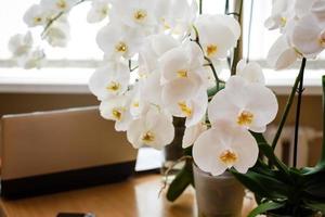 glas vazen met lang takken van wit orchideeën staan Aan avondeten tafels foto