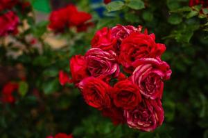 struik van roze rozen met druppels van dauw groeit in tuin. pale rood rozen dichtbij omhoog, groen doorbladert bokeh achtergrond. foto