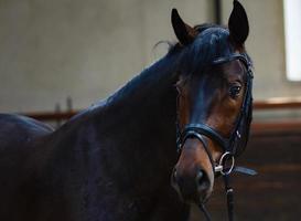 bruin paard met uiteinde van een loop staand in de stal foto