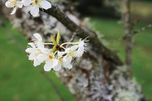 wit Pruim bloesem in lente, april. foto