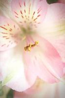 macro foto stuifmeel van roze bloemen